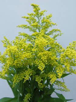 https://0901.nccdn.net/4_2/000/000/00f/745/solidago_tara.jpg
