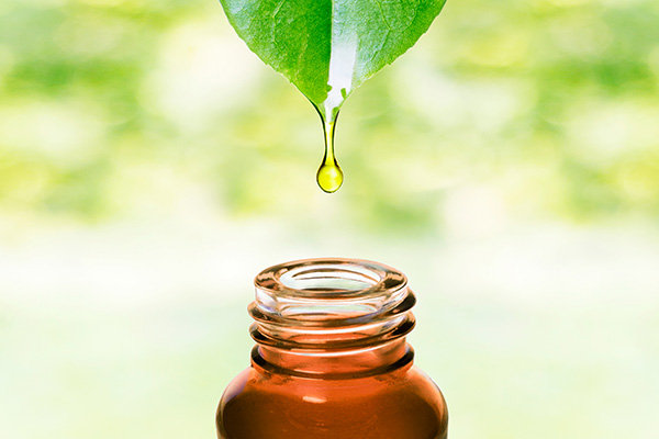 Essential oil dropping from leaf 
