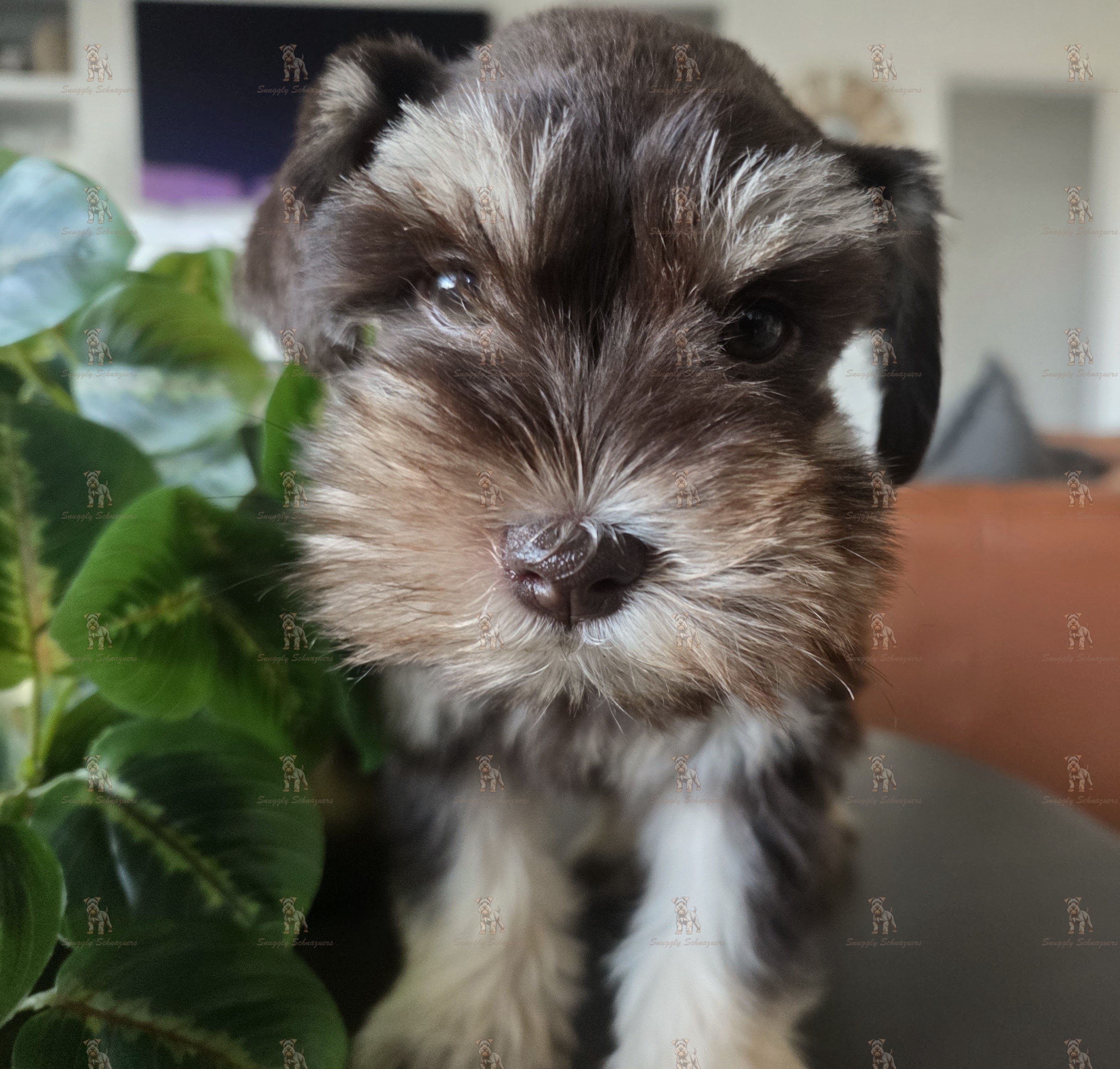 https://0901.nccdn.net/4_2/000/000/011/751/lila7.jpg