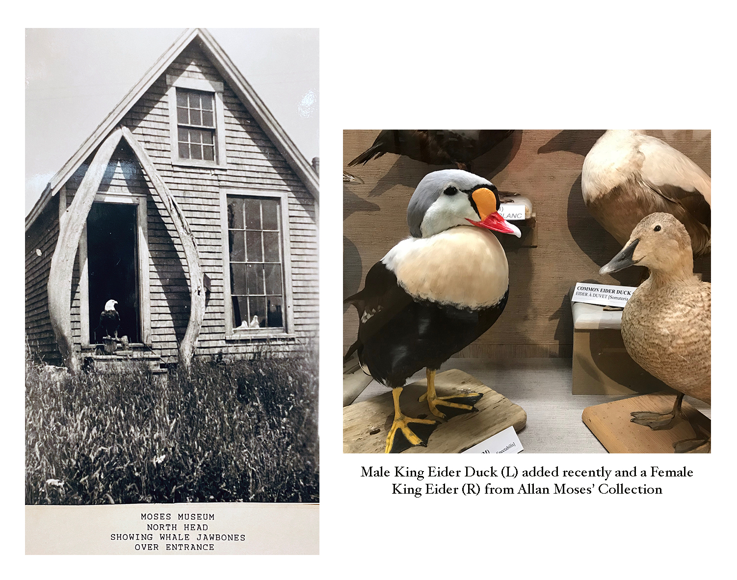 Male King Eider Duck in Moses Collection