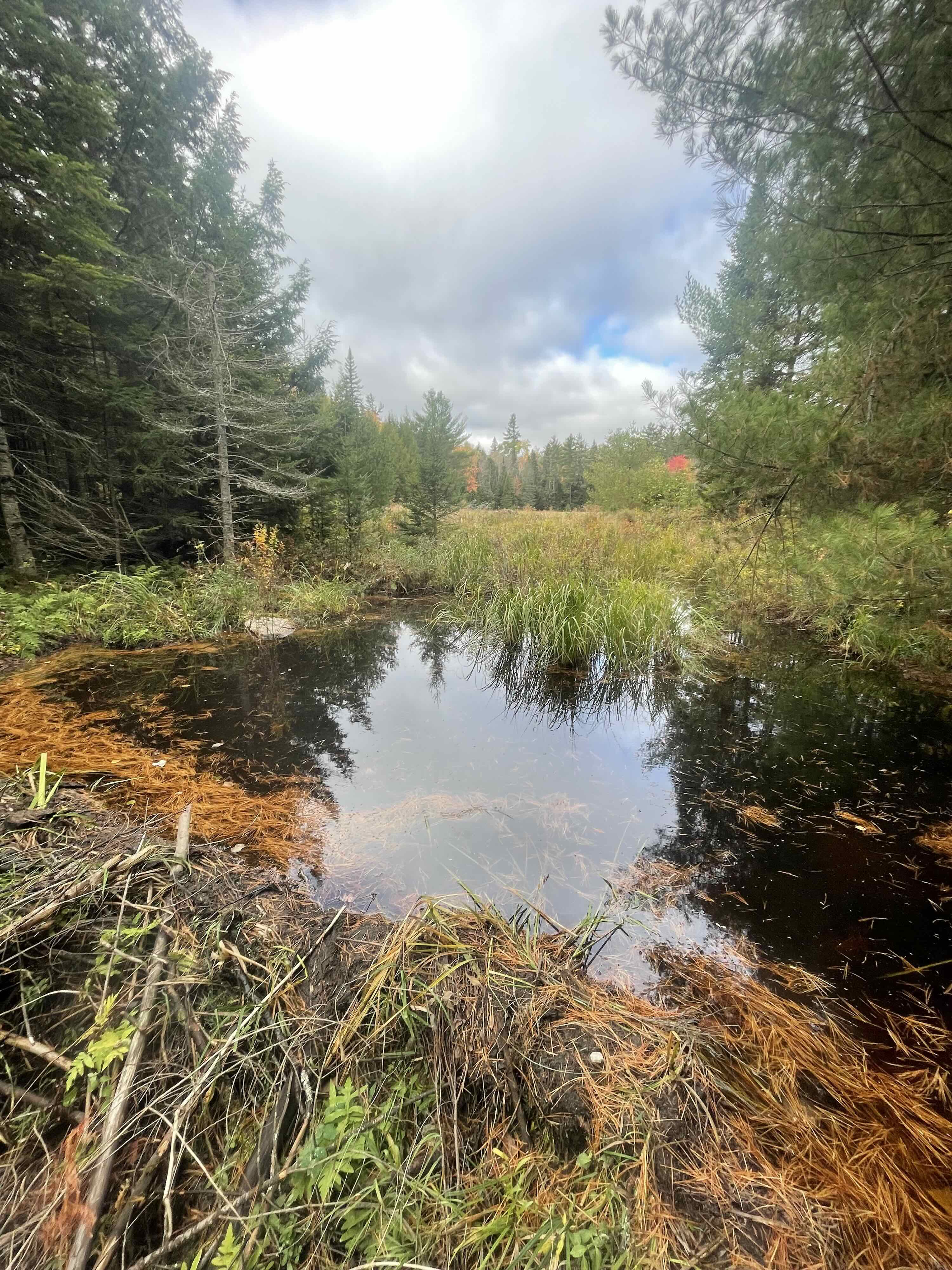 https://0901.nccdn.net/4_2/000/000/017/e75/2025-guided-moose-hunting-ontario-pond-copy.jpg