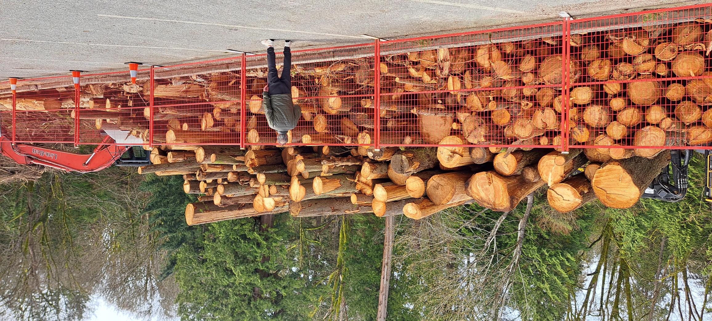 Large stack of cut timber logs behind a red safety fence, with an excavator and person standing nearby, surrounded by forest trees.