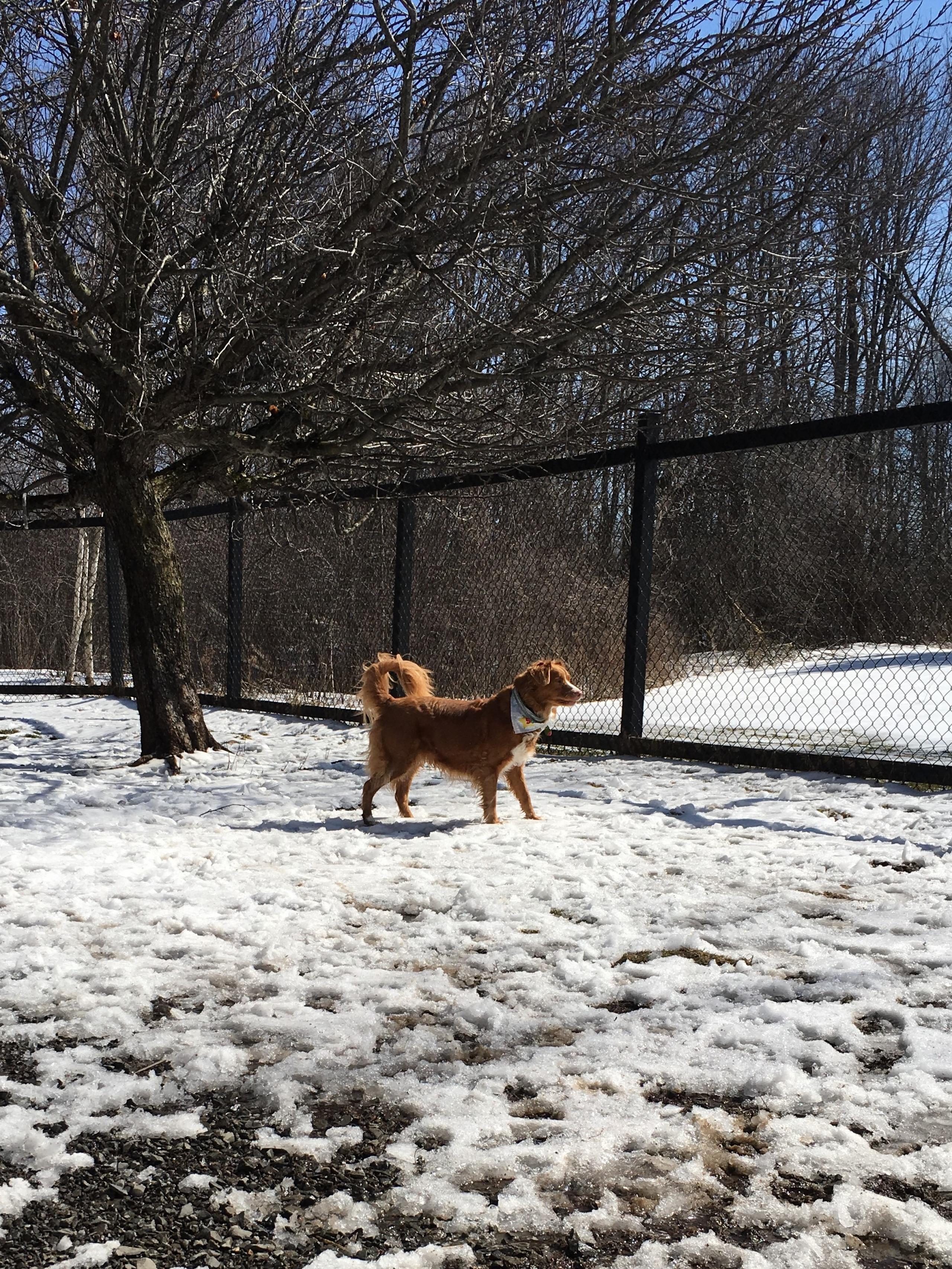 Dog boarding top west island