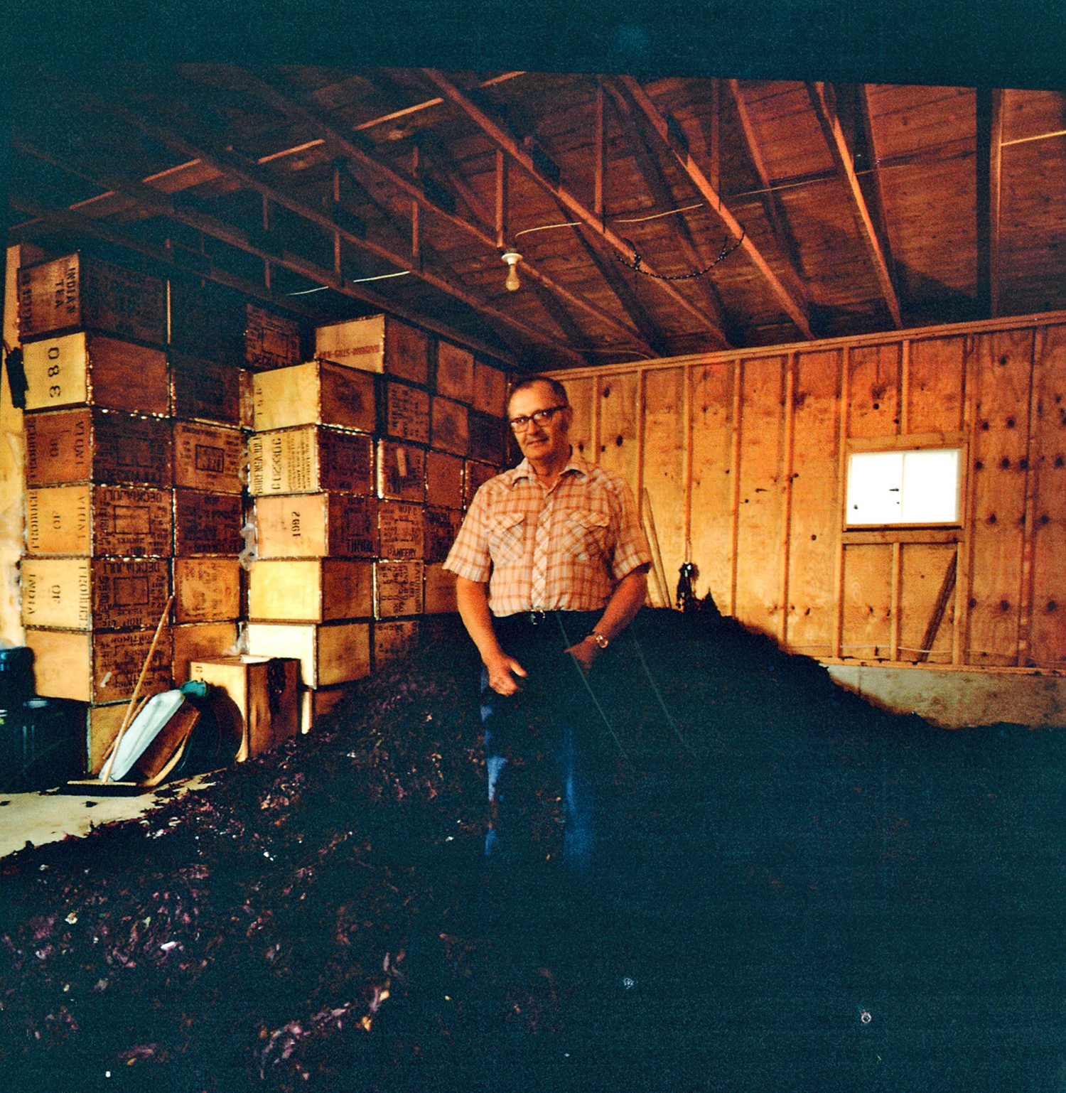 Roland Flagg of Roland's Sea Vegetables, a major harvester and exporter of dulse mid 20th C.