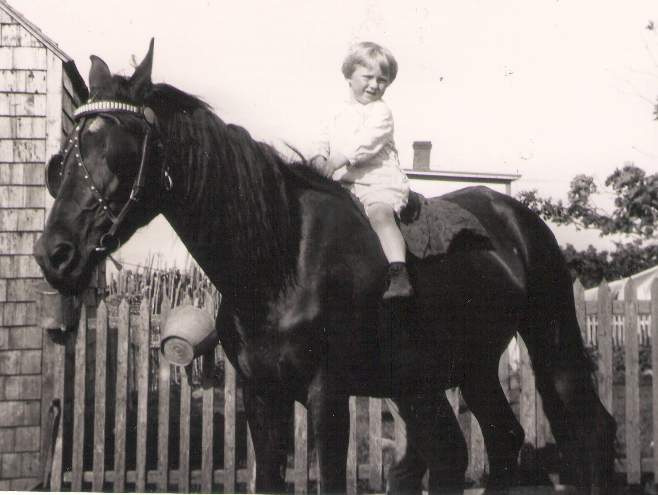 Look at this cutie perched atop a majestic horse! They appear to have a good grip on the mane of the horse - which is good as the horse is not tied! However, if you look close you can spot adult legs on the other side of the horse indicating an adult is overseeing the situation! Let us know if you recognize the cutie!
---EDIT---
This is believedd to be Kenny Hamman - young child of Dr. Hamman. 
990.4.79.87 / Reid, Gordon