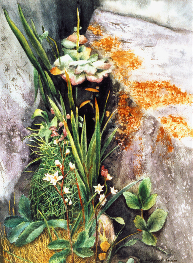 À l'ombre des rochers
Aquarelle 15" x 12"