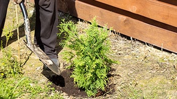 A planted tree