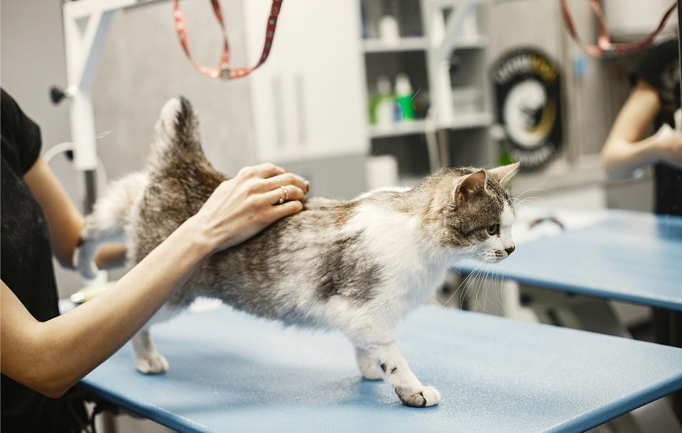 professional pet care