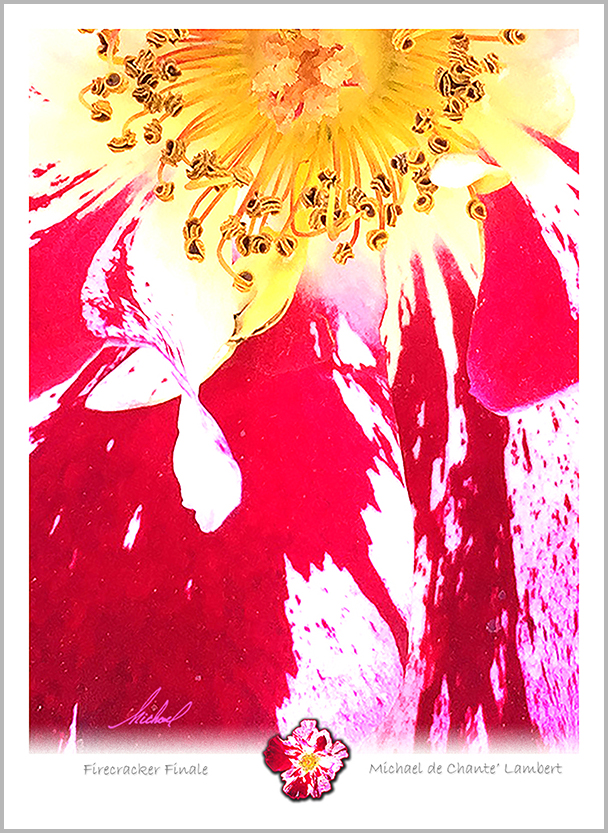 Macro Photography (22x16)
Chico, California
<< Firecracker Finale >>