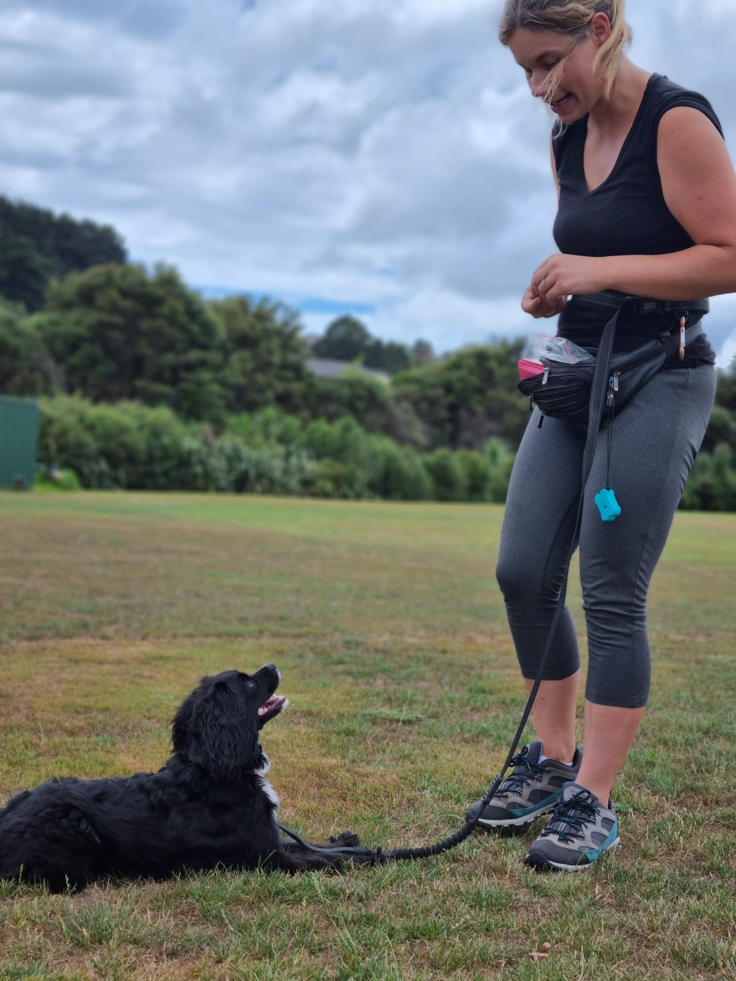 Close-up of an Australian Shepherd dog with a tricolor coat, lying on grass in a park. Close-up of an Australian Shepherd dog with a tricolor coat, lying on grass in a park.