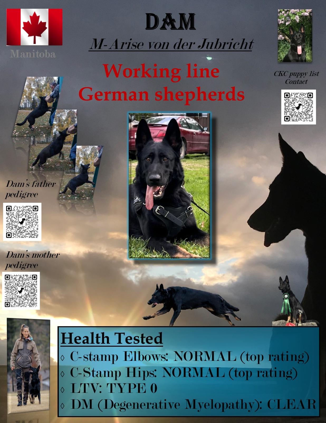 DAM
80 lbs
thick head and build
very nice off switch
strong toy drive
good protection work