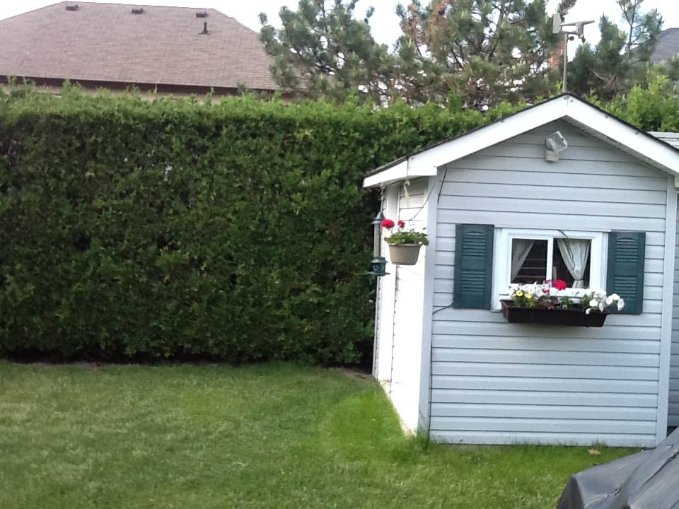 A shed with shutters and flower box to dress it up. The hedge behind is trimmed by jobjar.