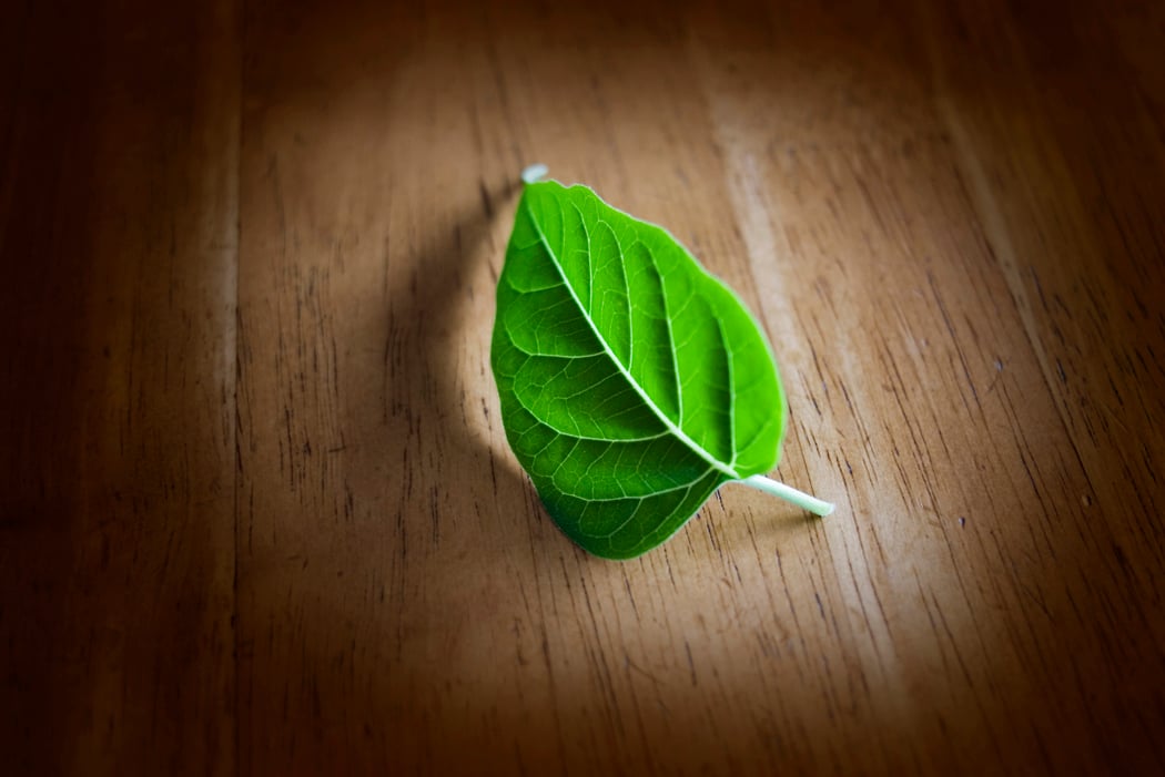 Learn more about Eco-Friendly cleaning
