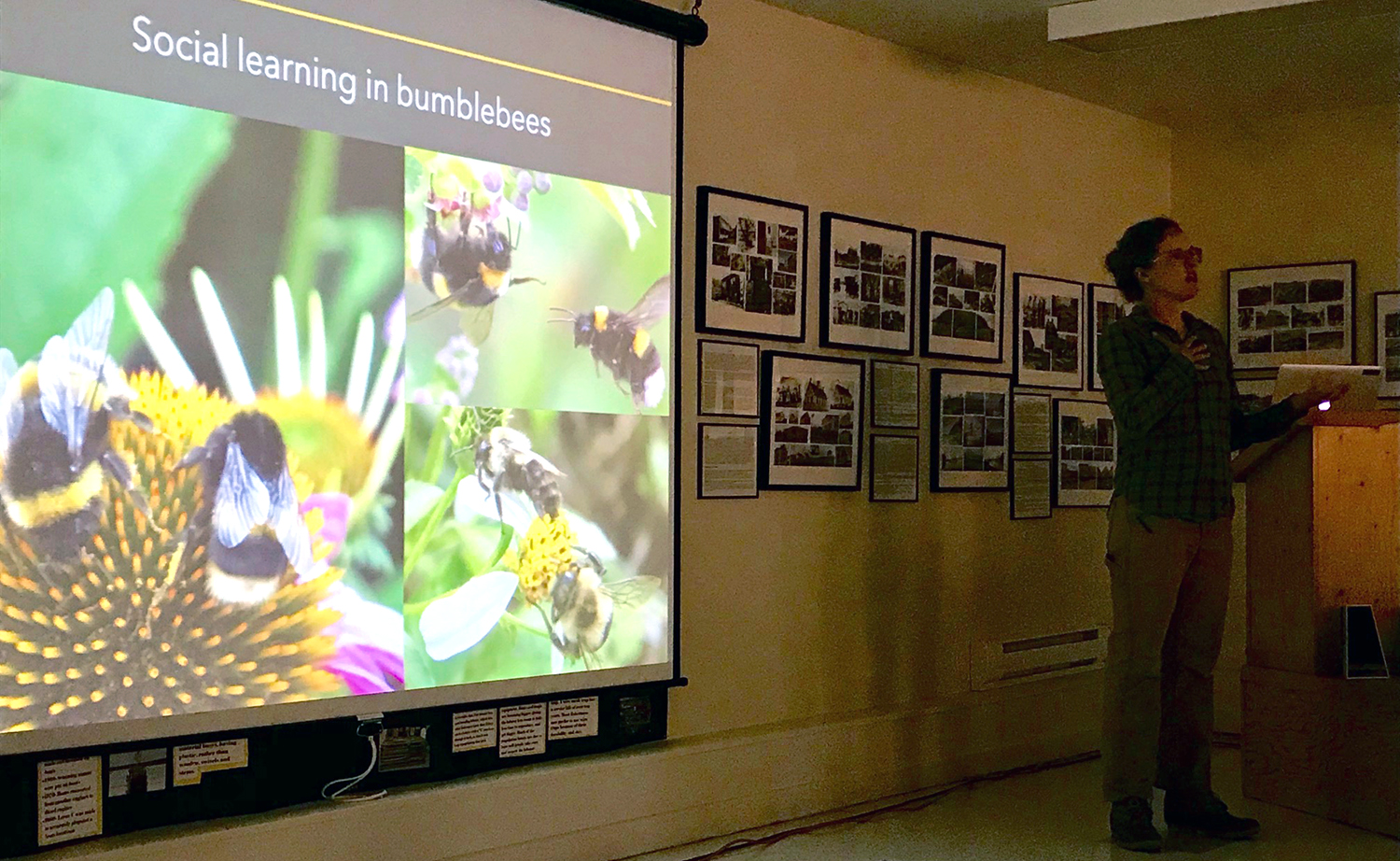 Dr. Patty Jones, Bowdoin College, lectures on Bumblebee Research in 2019.