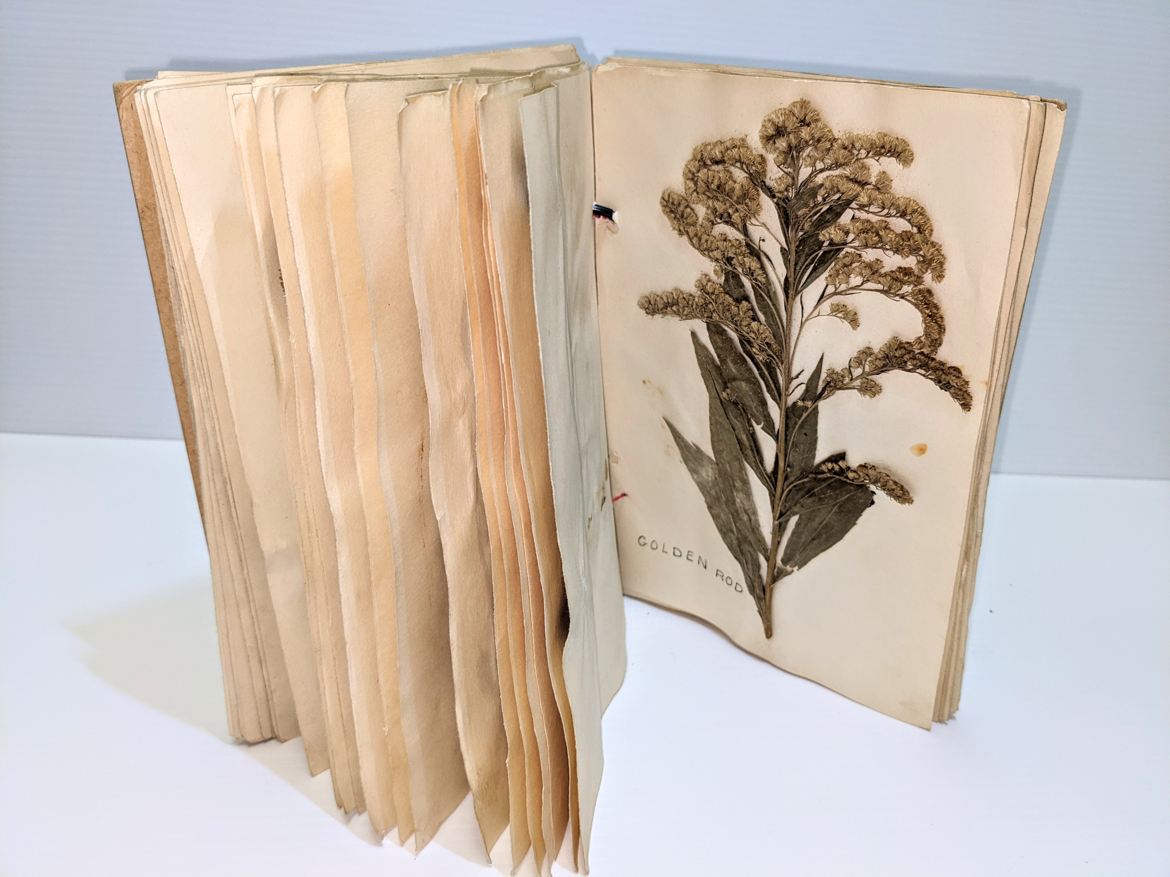 This is a book labelled "Wildflowers". It was a school project (encouraged by the Experimental Farm) in which youths would collect and compile various species of native plants from the area; drying and pressing them into a book as shown. This book was made by Jean Campbell at the end of the 30's and contains dried specimens of over 80 plants! It also won first prize at the Agriculture fair the year it was made!
2002.226.112 / Campbell, Jean
01/08/2022