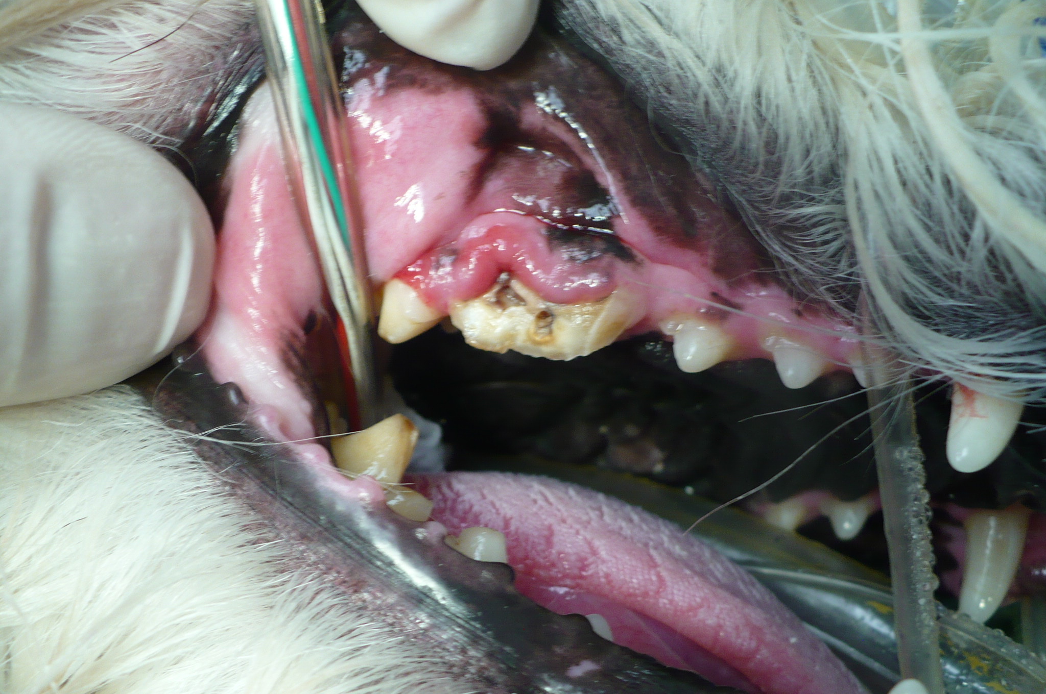 Broken molar from chewing on plastic bone