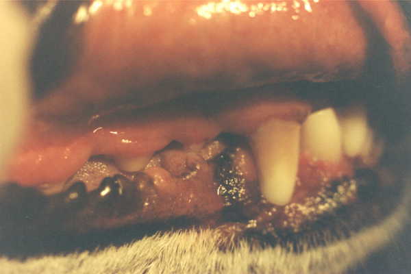 Worn canine teeth from tennis ball
