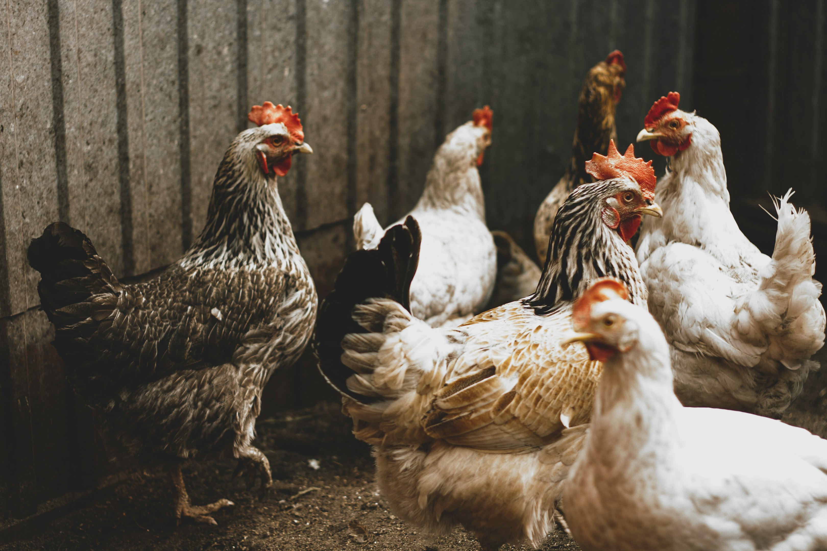 Group of chickens with various feather colors in a coop.