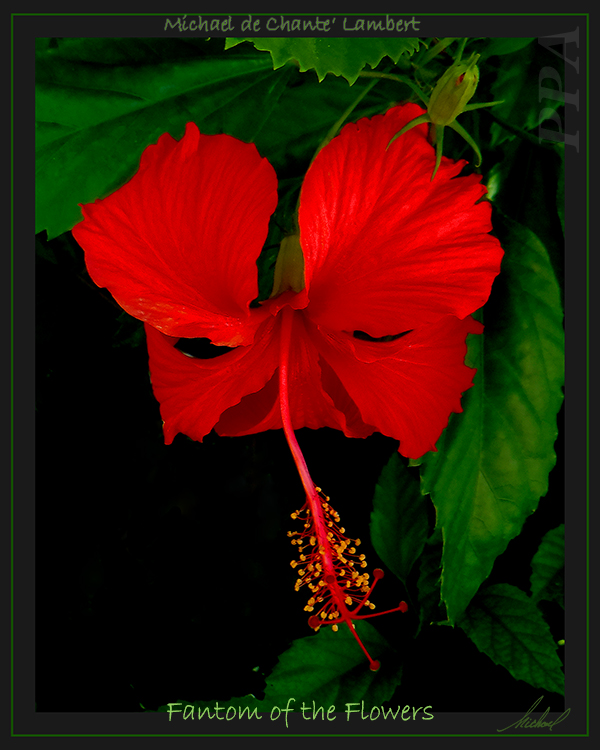 Floral Photography (20x16) SF
Key West, Florida
<< Fantom of the Flowers >>