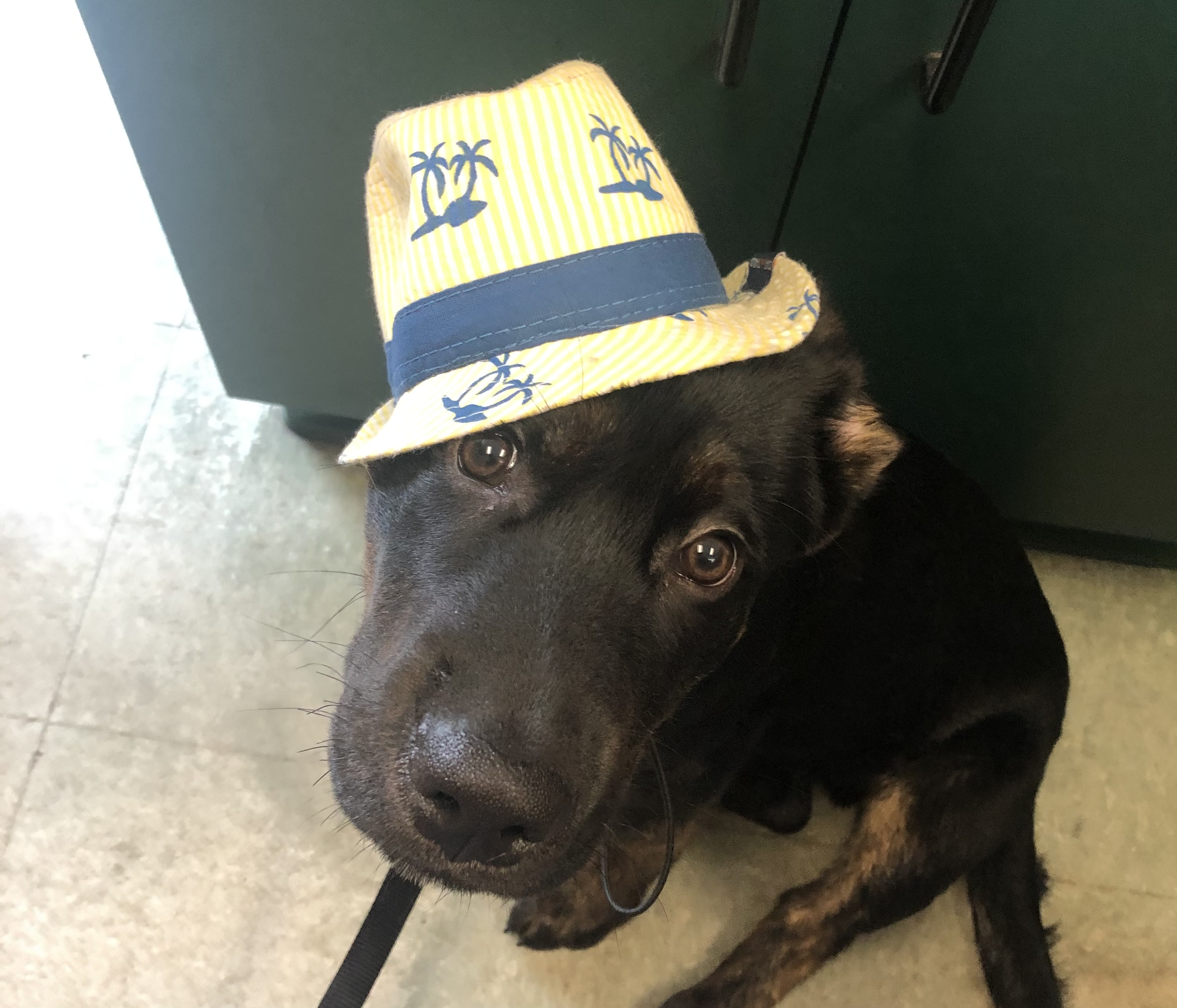 Heritage Animal Clinic And Spay/Neuter Clinic PHOTO GALLERY