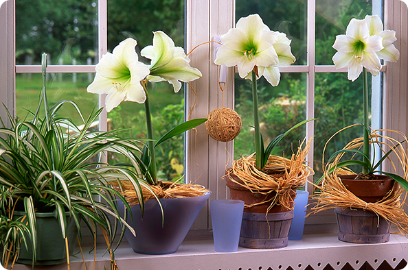 Amaryllis