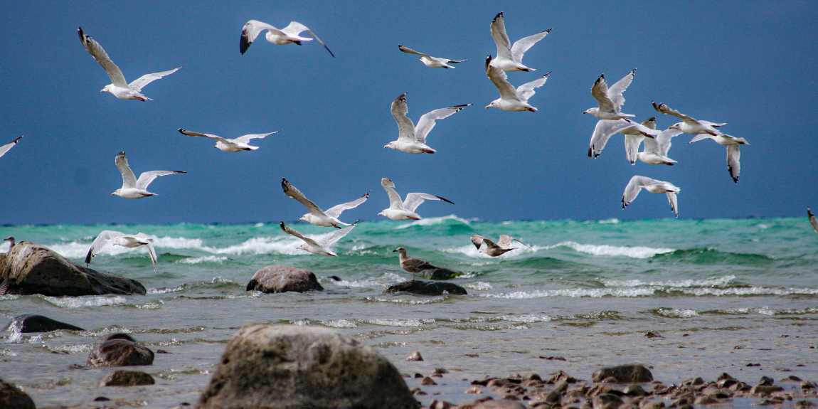 "In Flight"
Limited Edition Print