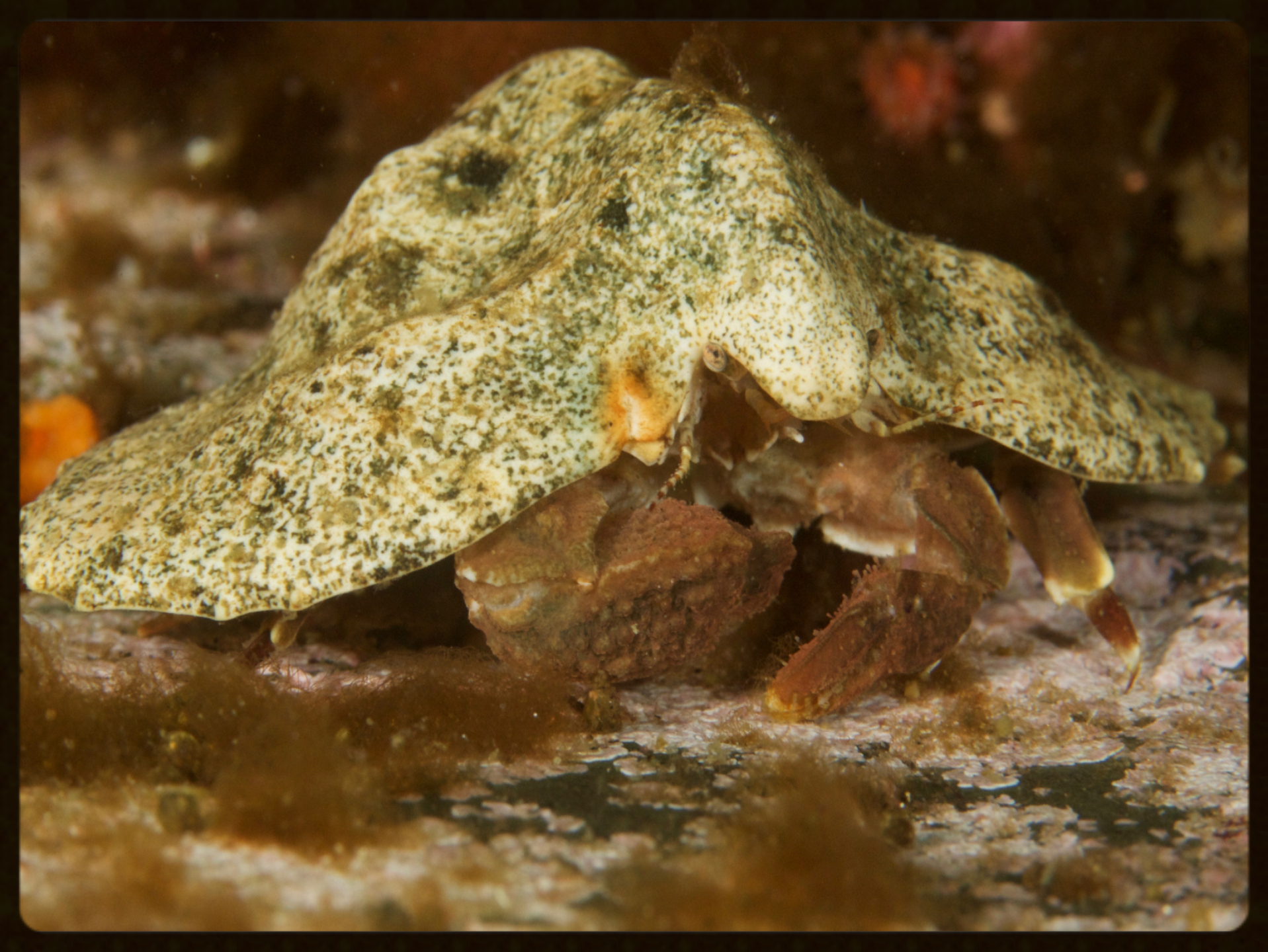 Umbrella Crab