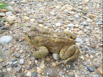 Boreal (western) toad