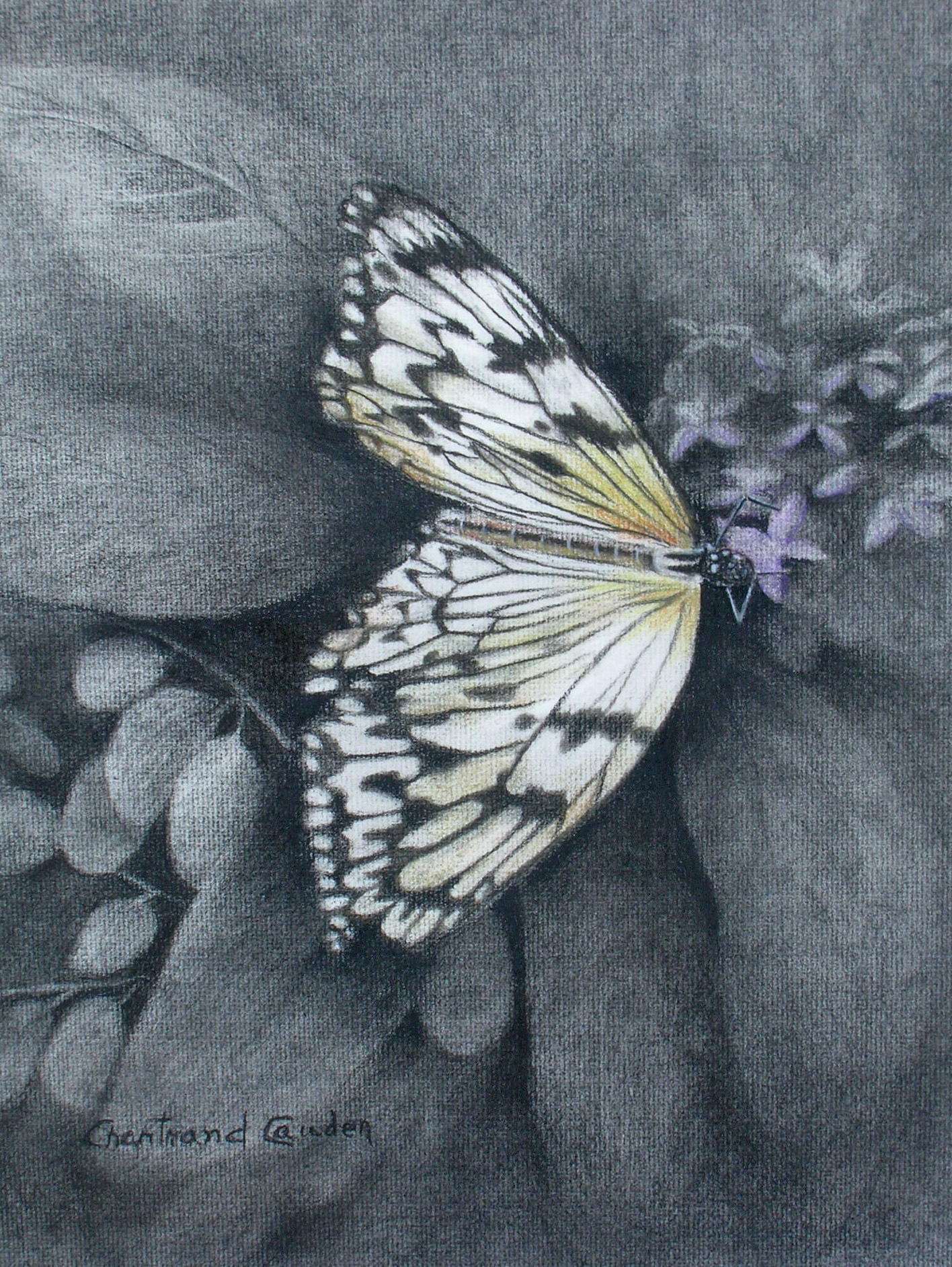 Papillon
Fusain 16" x 13"