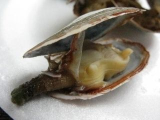 https://0901.nccdn.net/4_2/000/000/019/c2c/steamers-320x240.jpg