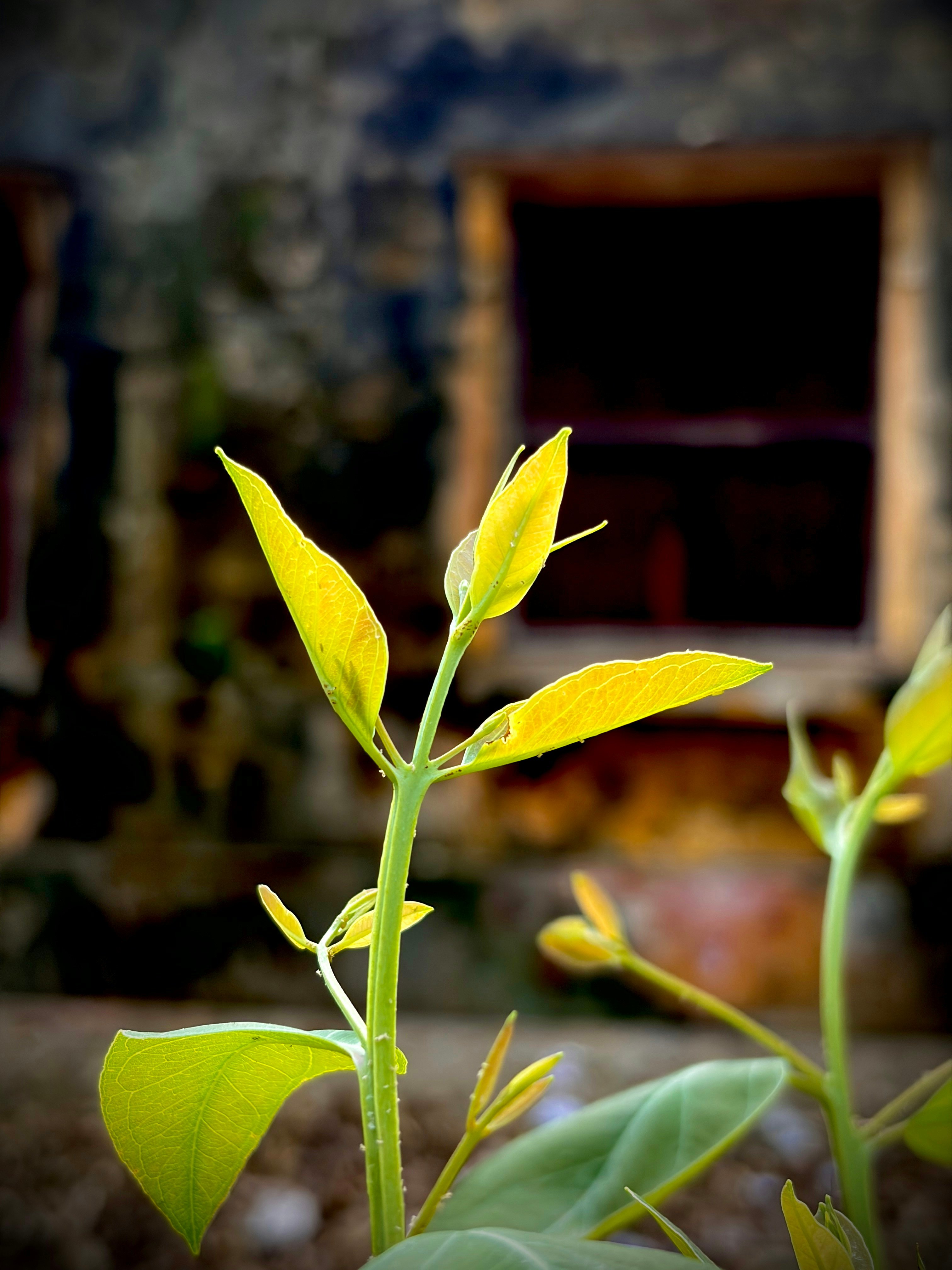 Close-up of vibrant green plant leaves with a blurred rustic building background.