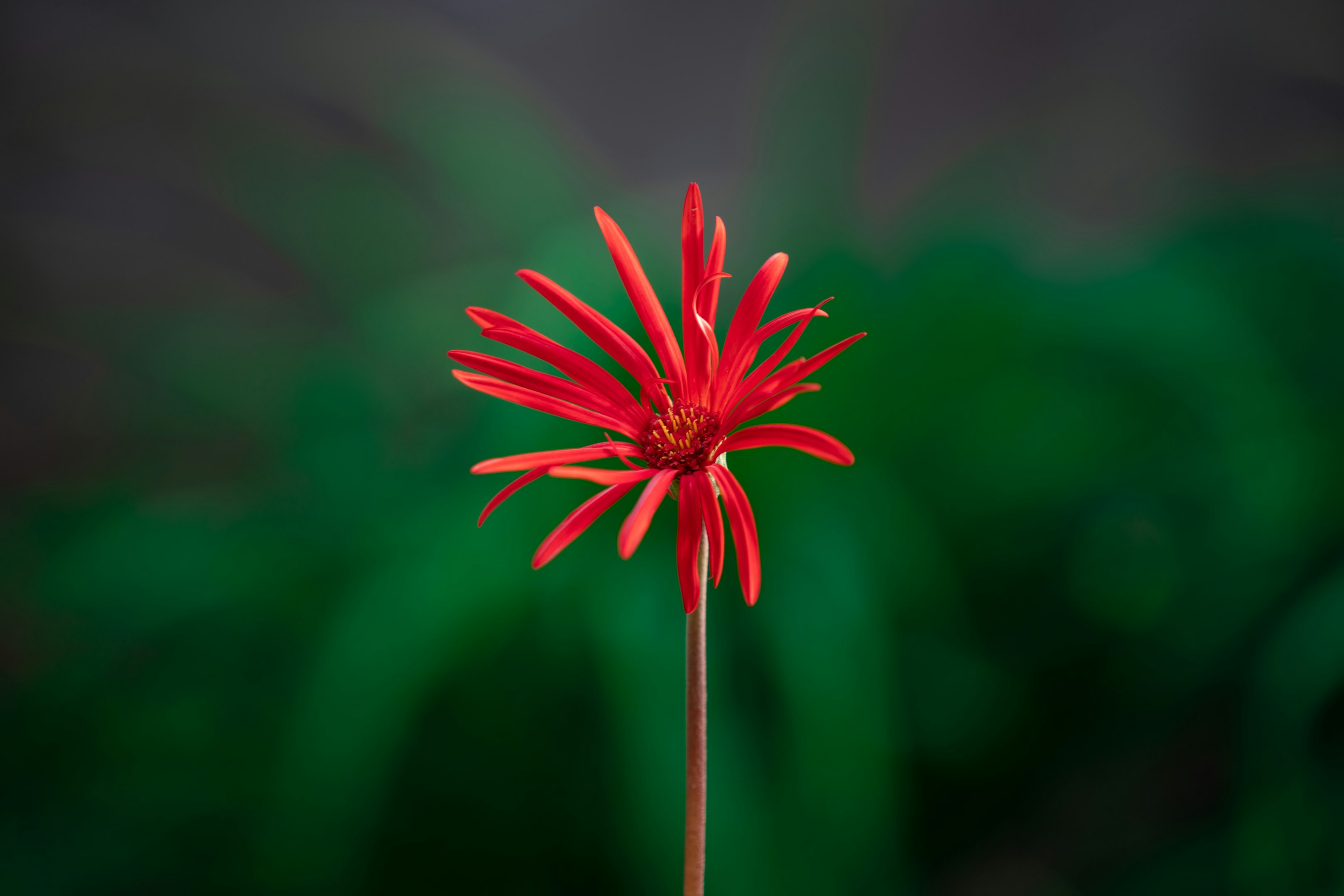 fleur rouge avec objectif tilt shift

