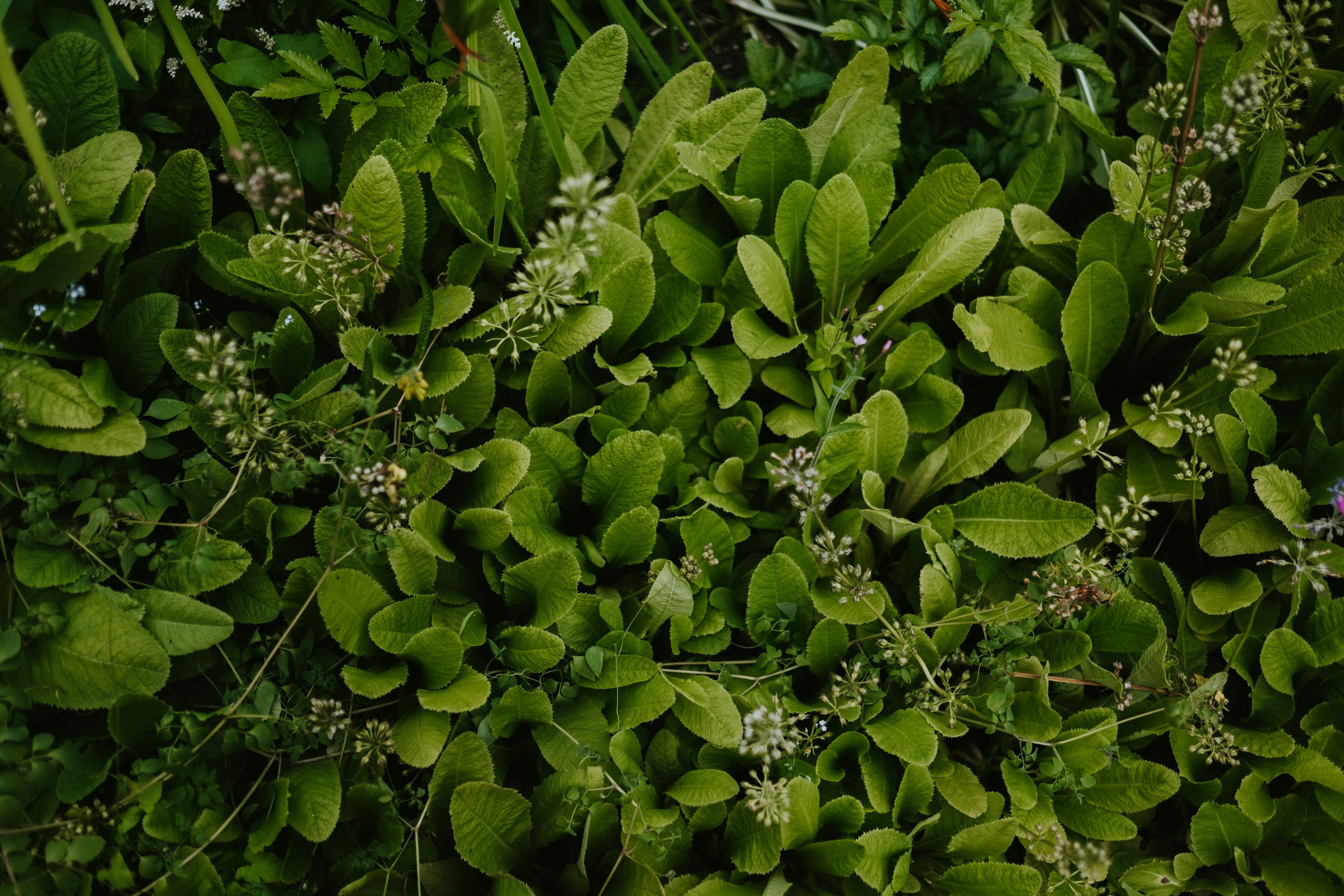 green-leafed plant