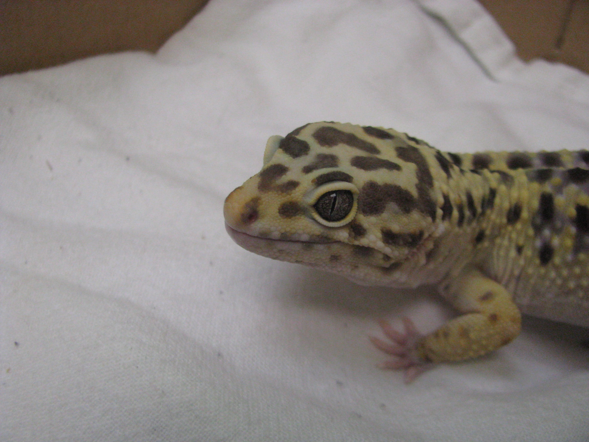 leopard gecko2 leopard gecko2