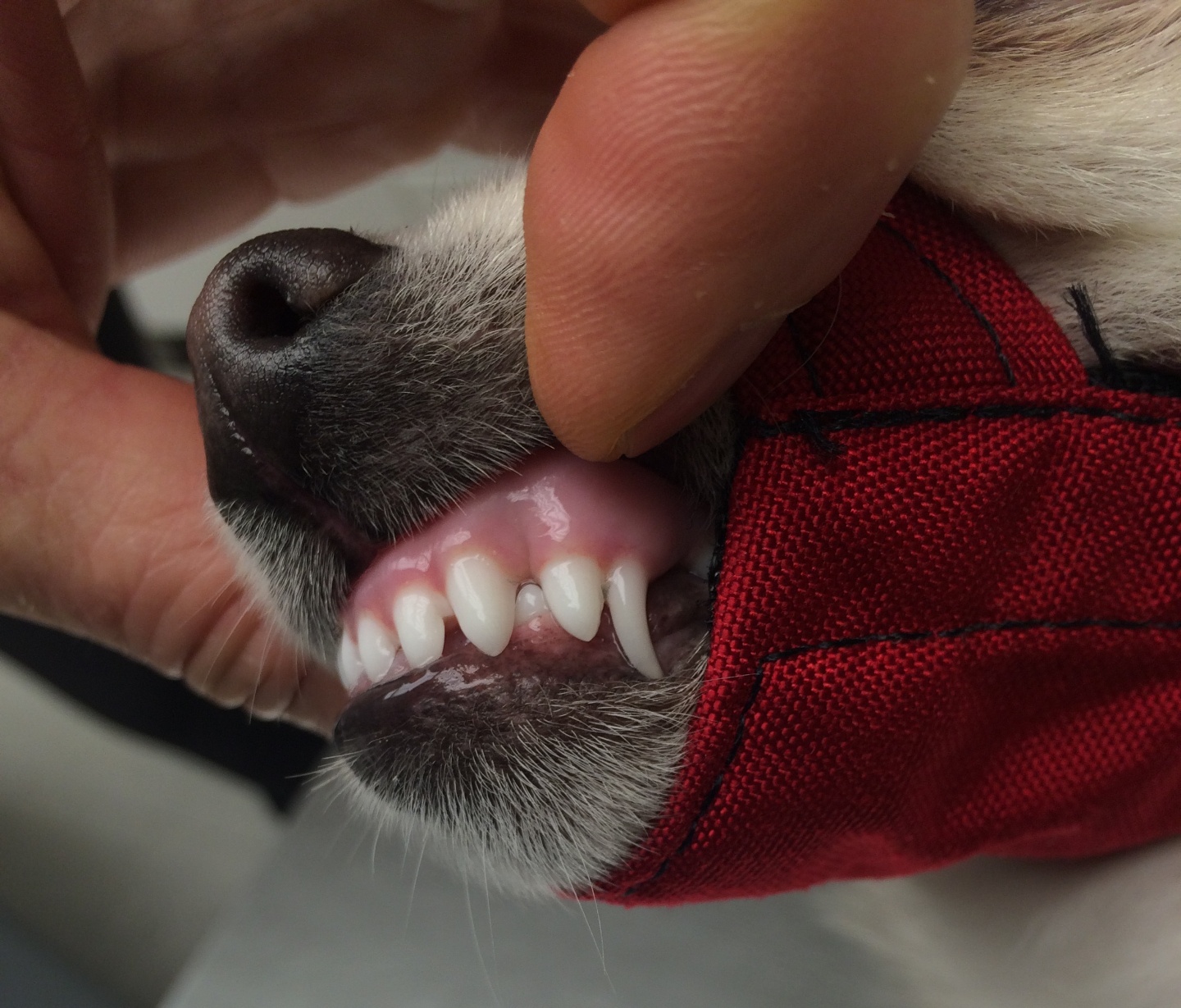 An American Eskimo with retained baby canines leading to base narrow adult teeth