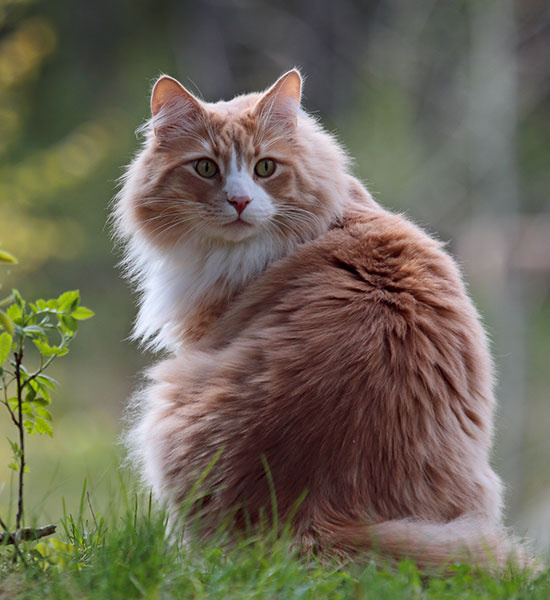 Beautiful Norwegian Forest Cat