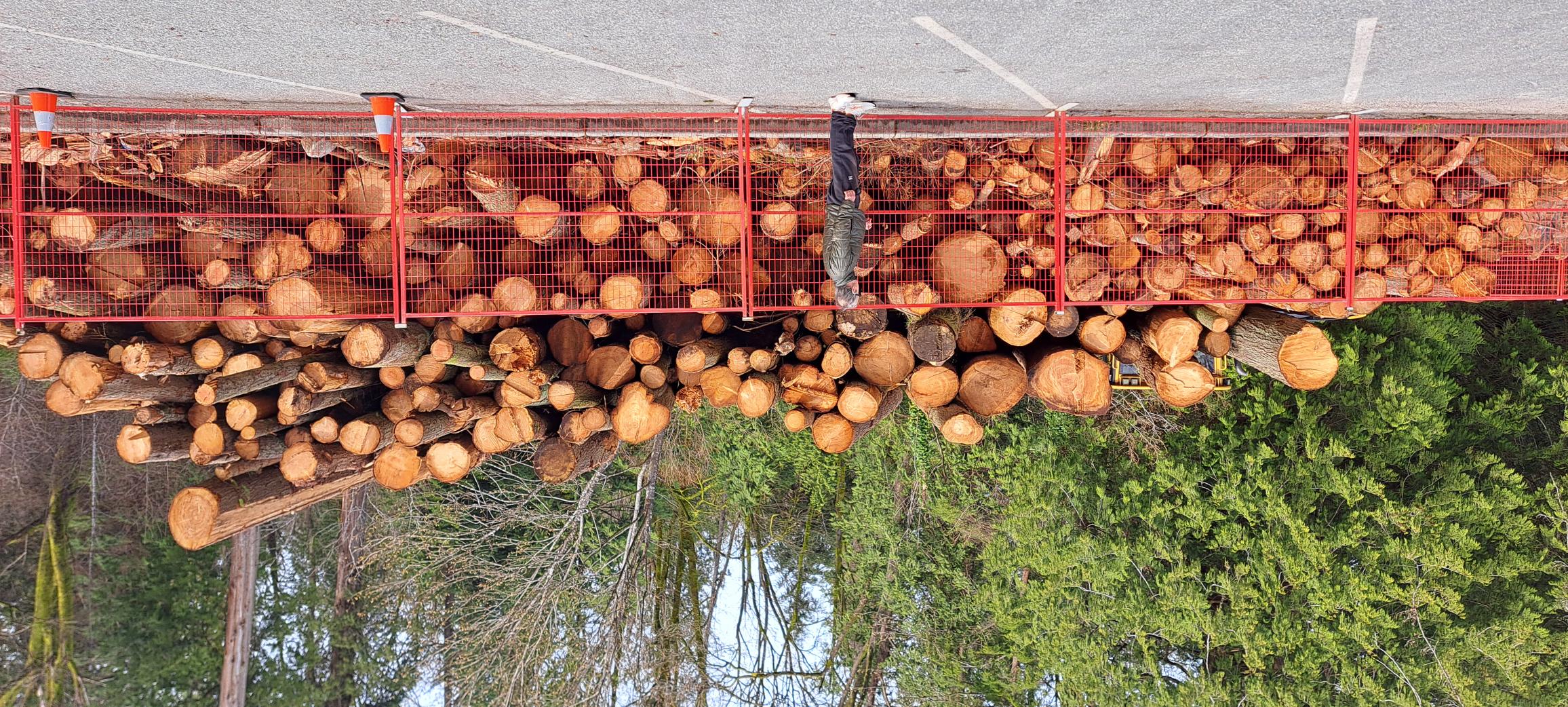 Large stack of cut logs behind a red metal fence with a person standing nearby in a parking lot, surrounded by tall green trees.