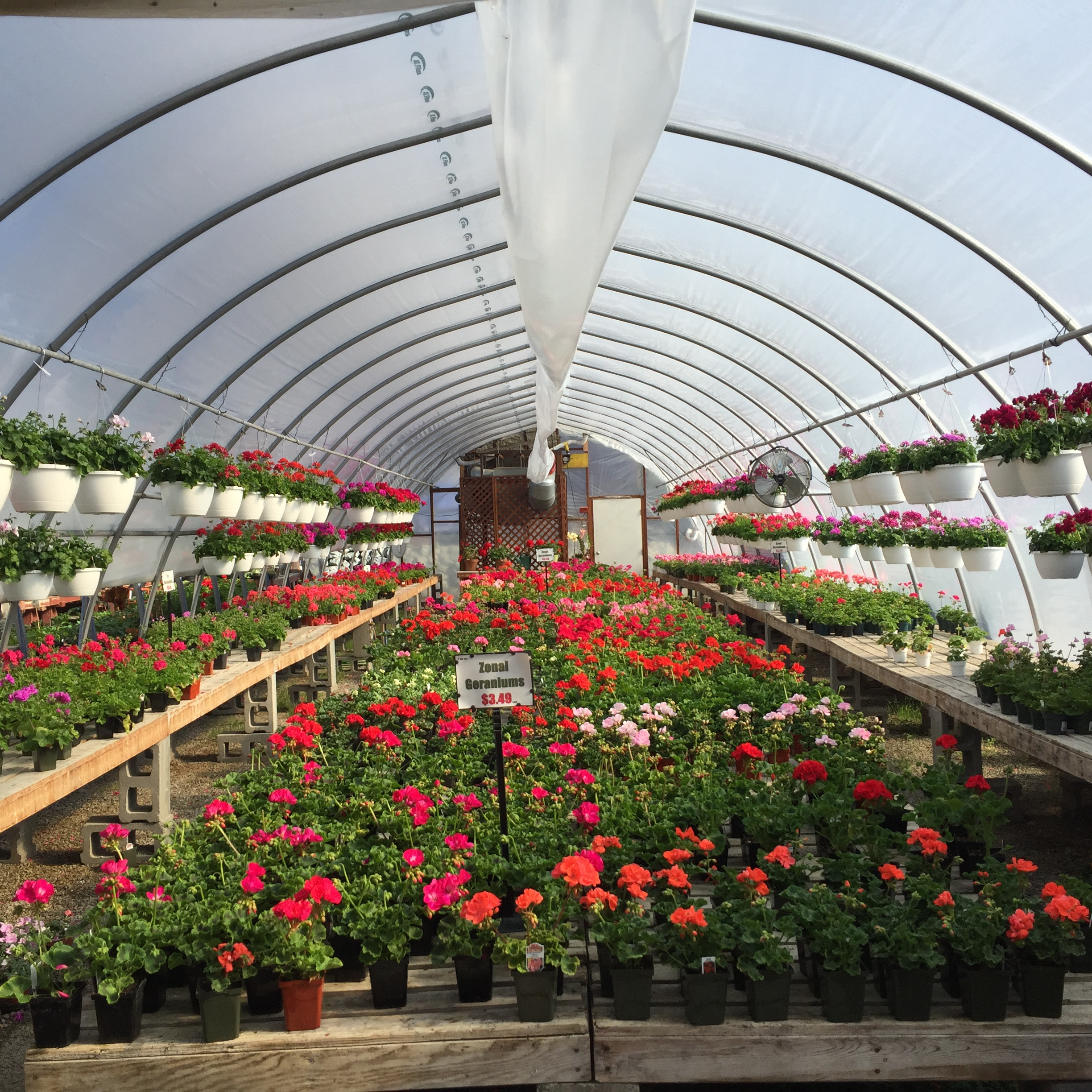 Geranium filled greenhouses