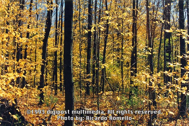 NATURE