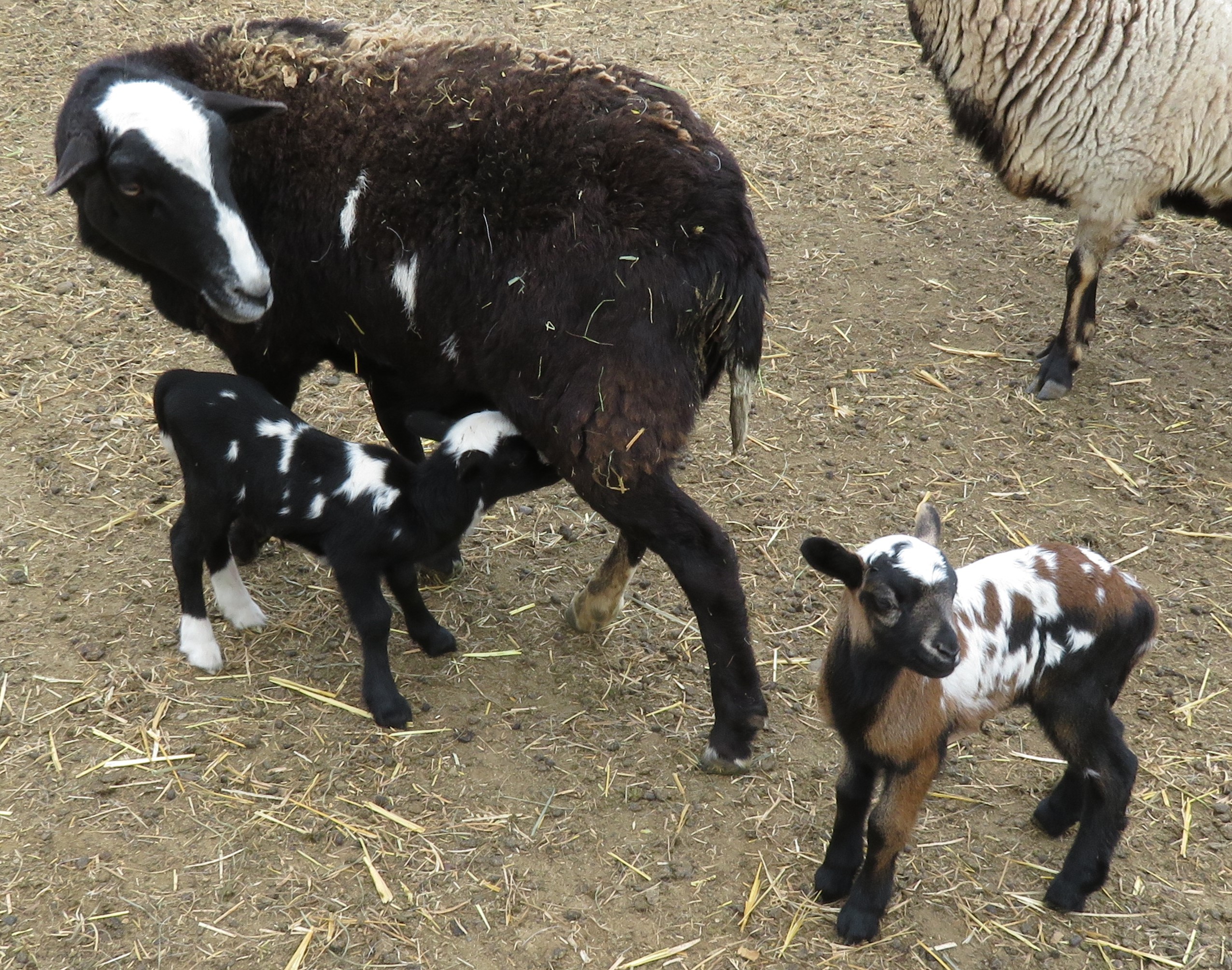 Buffalo Gal
ewe lamb $350(sold), ram $350(sold)