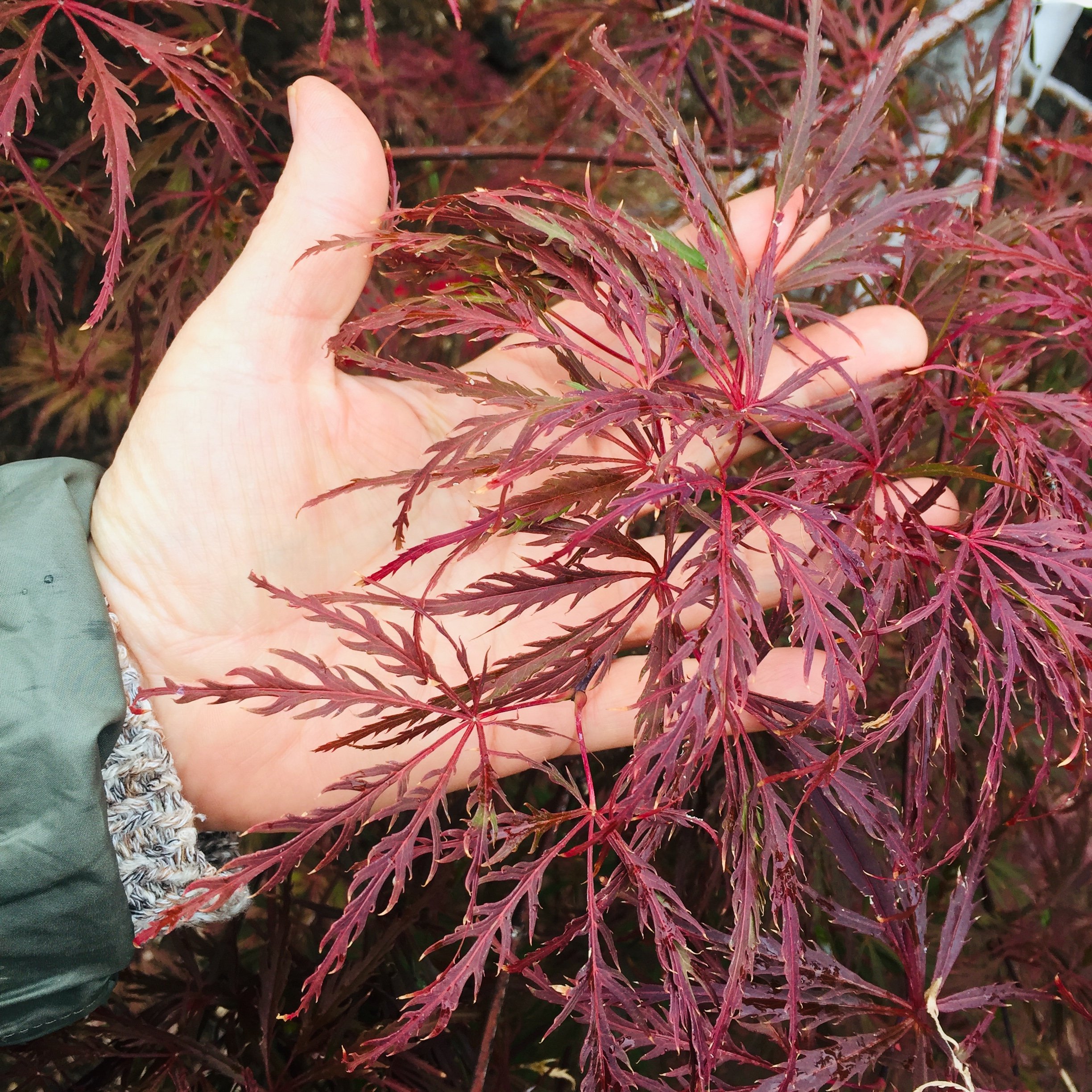 Japanese Maple