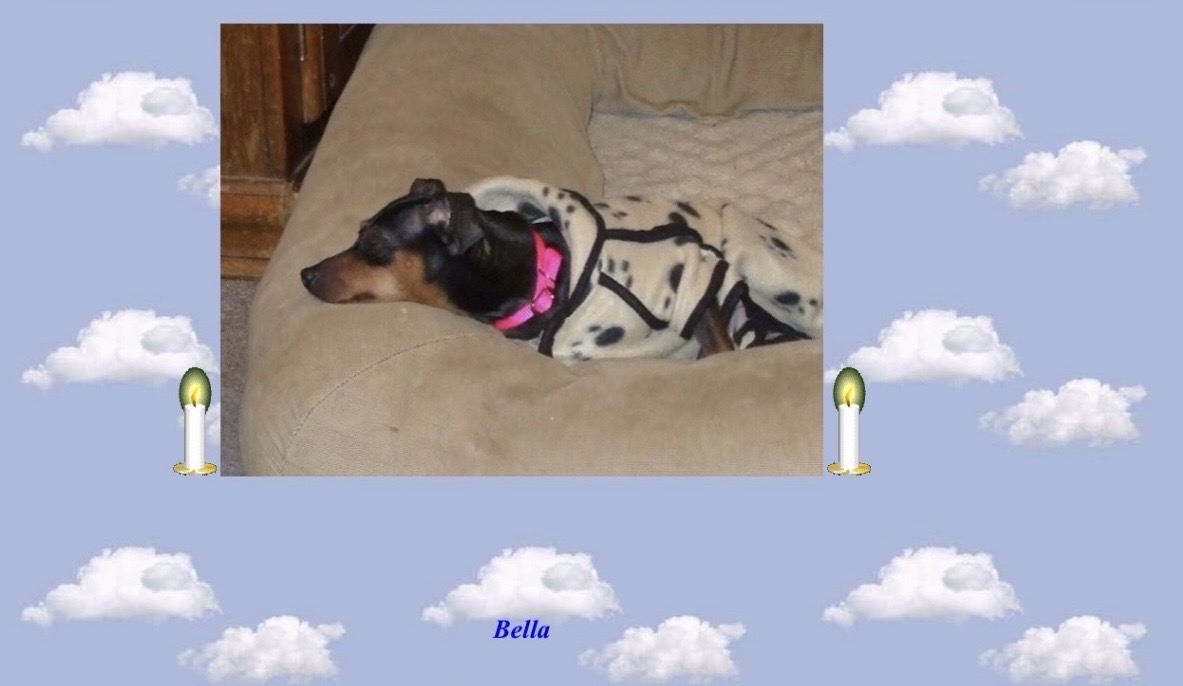 My sweetest Bella girl how I miss you
