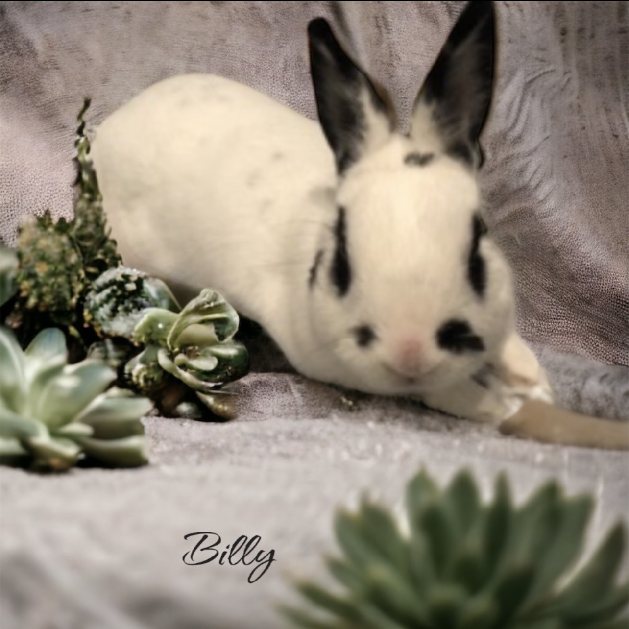 Billy