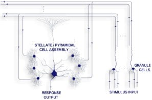 Neuron cells
