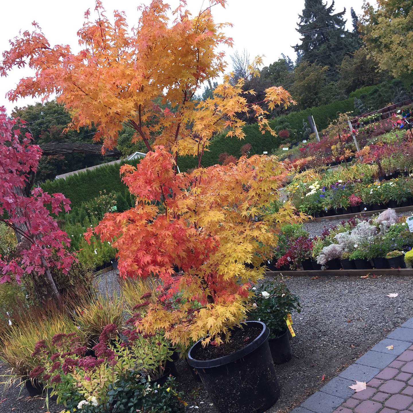 Stunning Fall Colour