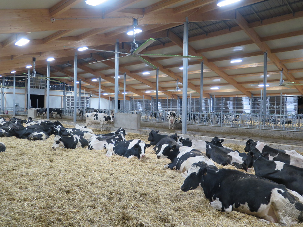 2017 - Manitoba - Dairy barn