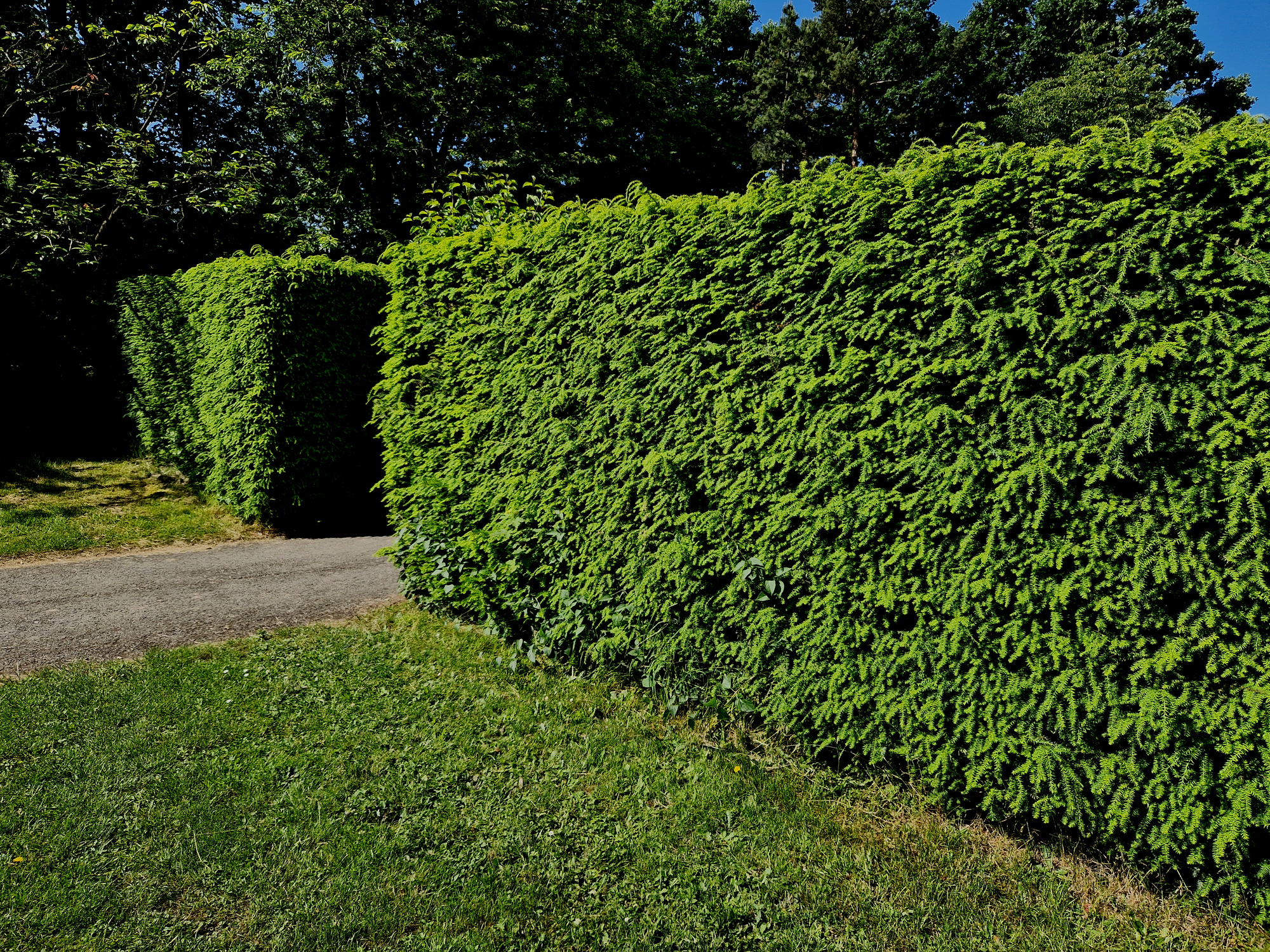 Hedge lined path leading to a church