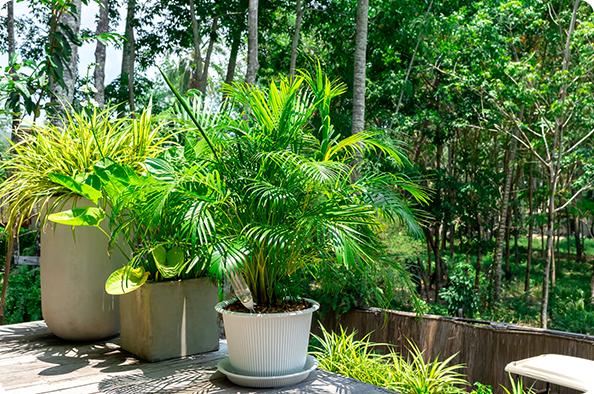 Palm trees
