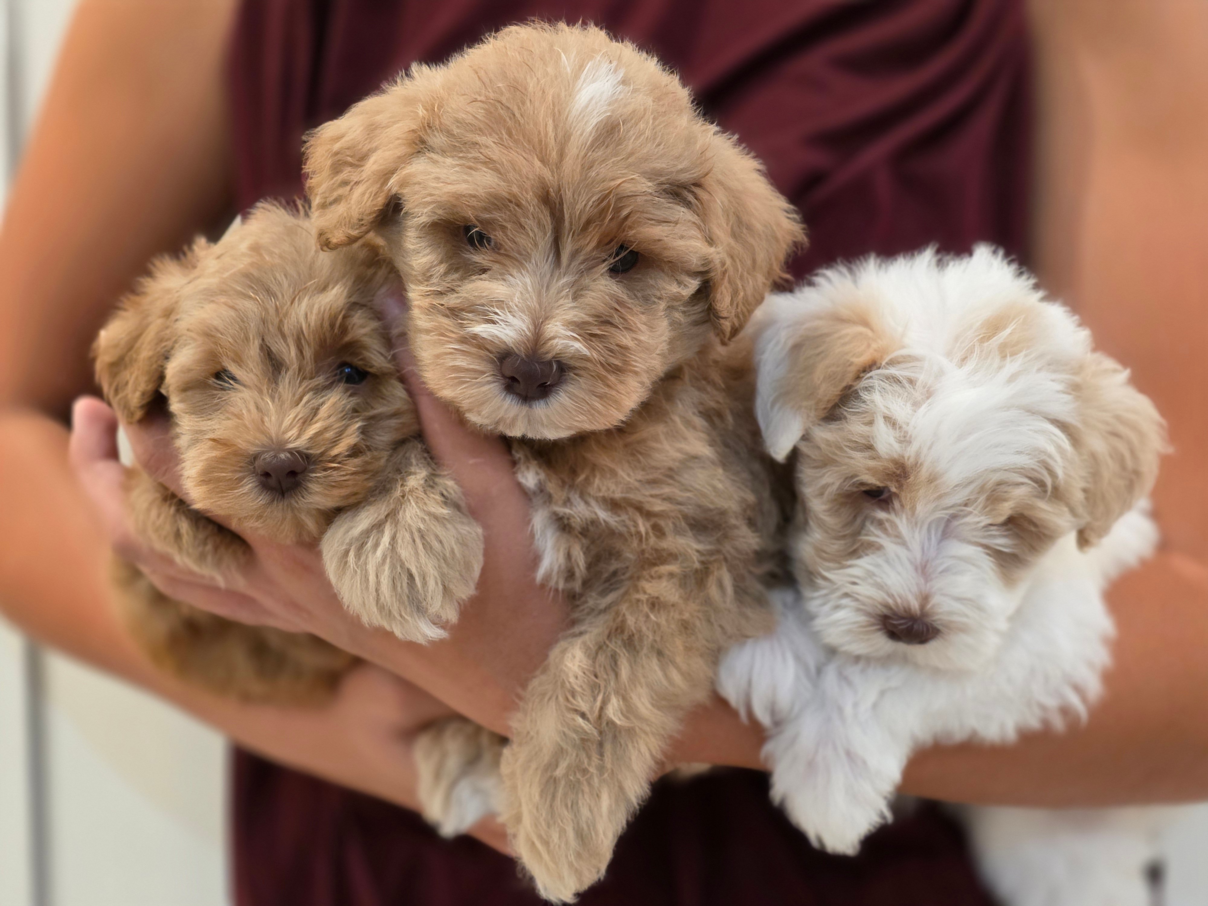 Two adorable black and tan puppies sitting on a beige couch with fluffy pillows, gazing curiously at the camera. Two adorable black and tan puppies sitting on a beige couch with fluffy pillows, gazing curiously at the camera.