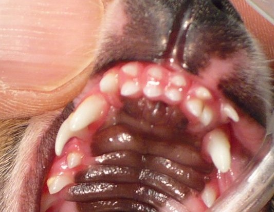 Sometimes so many retained baby teeth it looks like two rows, like a shark!
